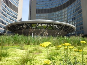 CBcity-hall-green-roof